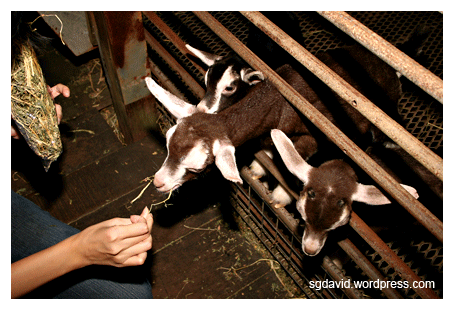 Farming Goats